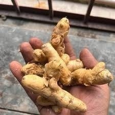 Mango Ginger