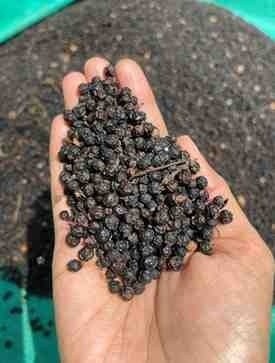 Black Pepper