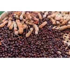 Tamarind Seeds