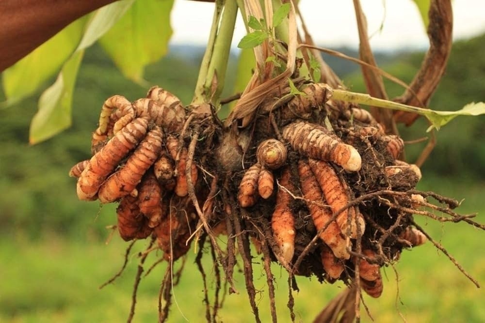 Wild Turmeric