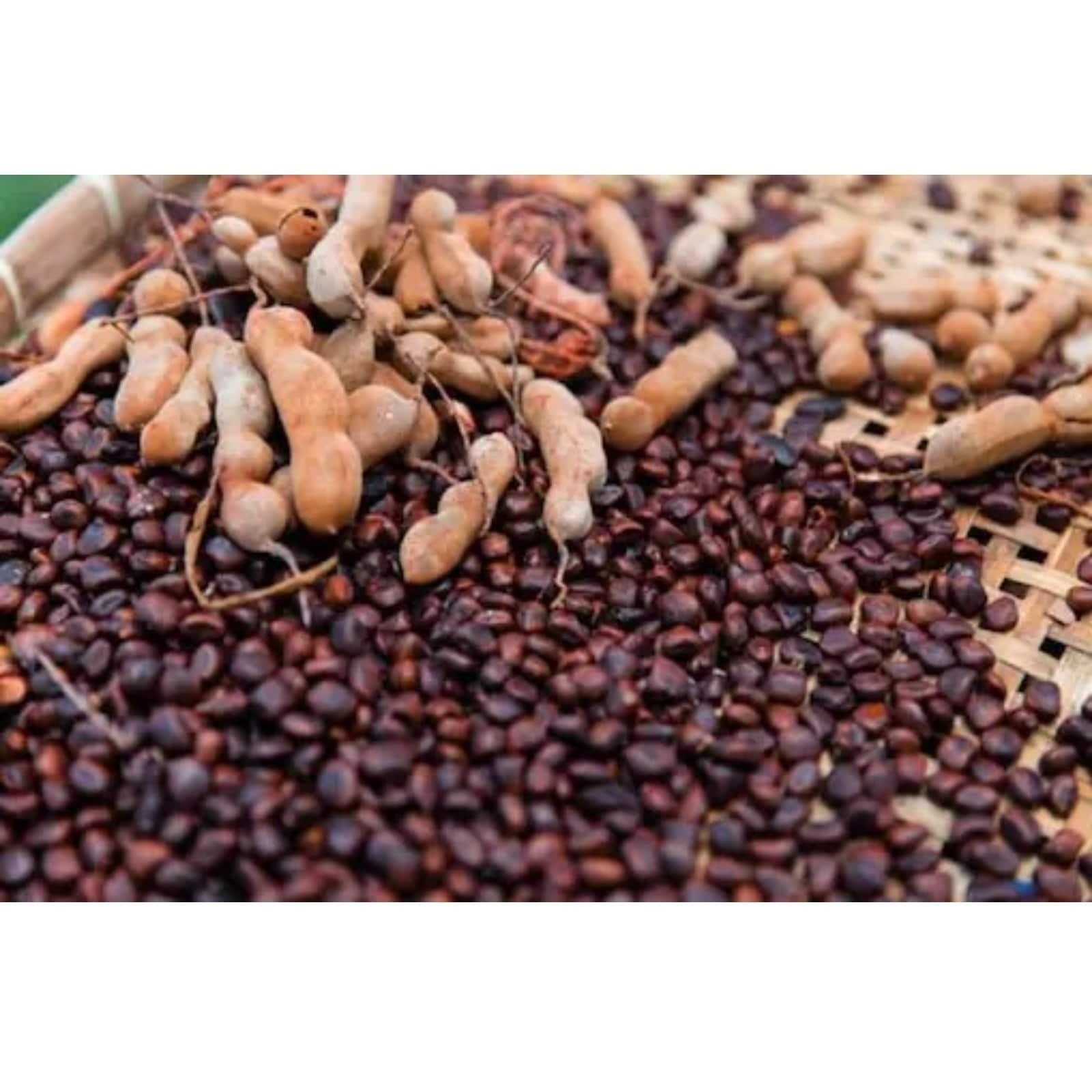 Tamarind Seeds